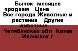 Бычок 6месяцев продаем › Цена ­ 20 000 - Все города Животные и растения » Другие животные   . Челябинская обл.,Катав-Ивановск г.